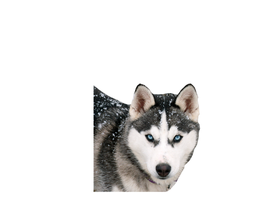 Información huskys