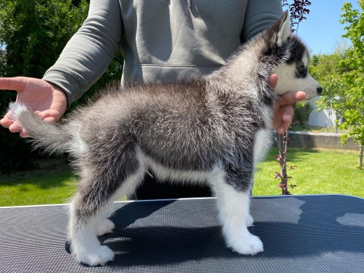 Cachorro Husky Malta de DiosaMoro