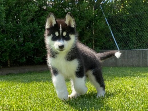 Cachorro Husky Malta de DiosaMoro