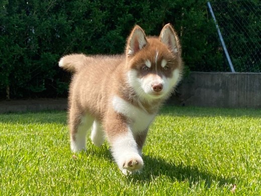 Cachorro Husky Malta de DiosaMoro