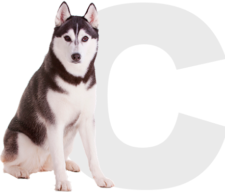 Contacto Huskys