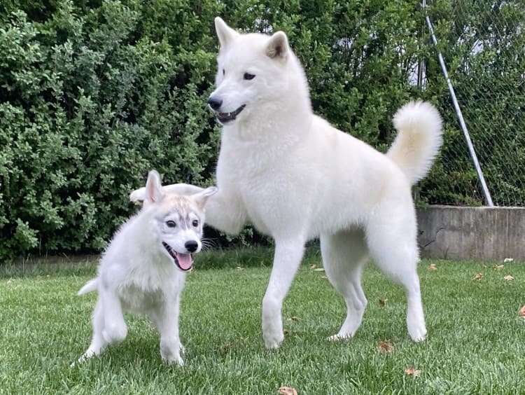 Husky Malta y Loba