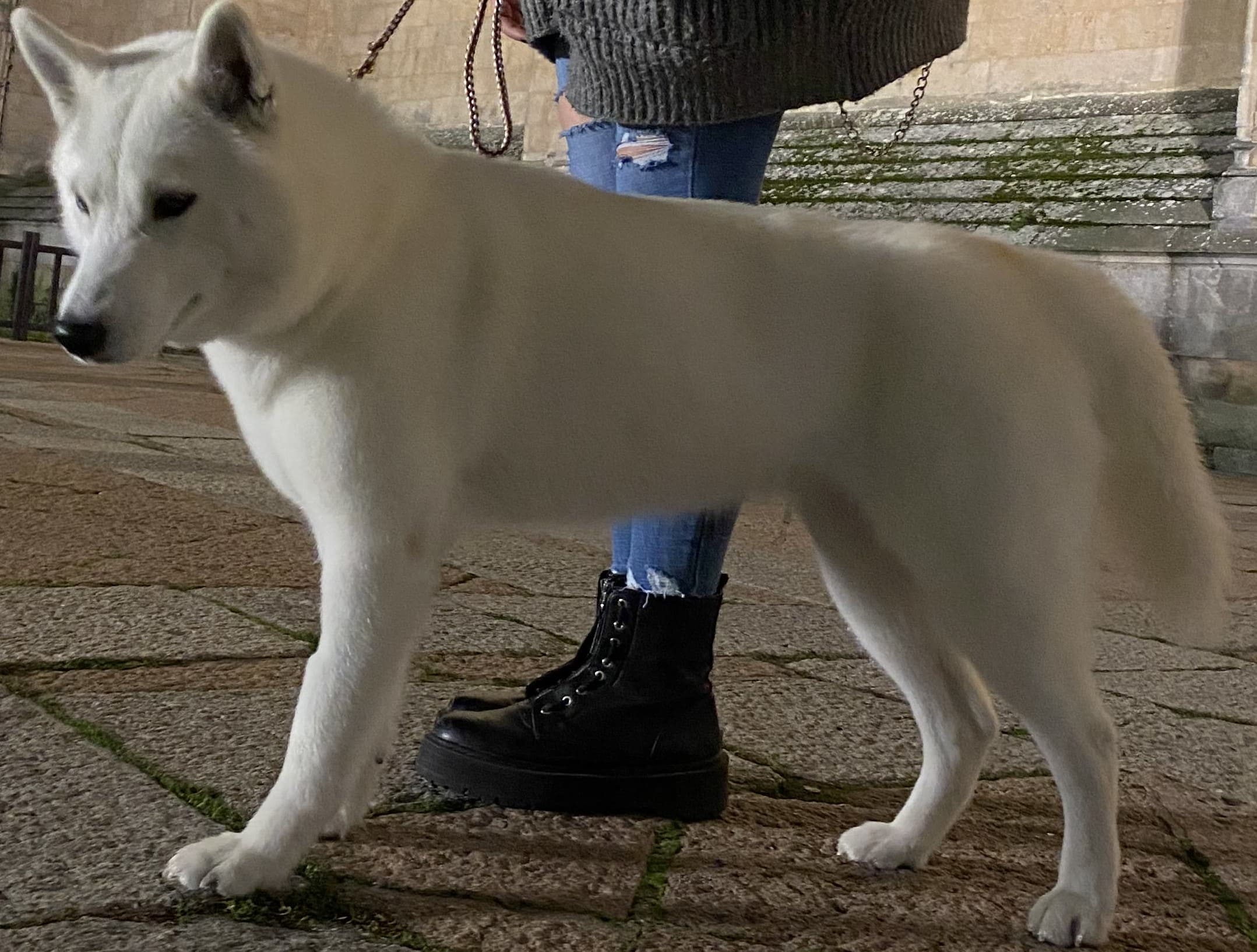 Loba Husky Siberian