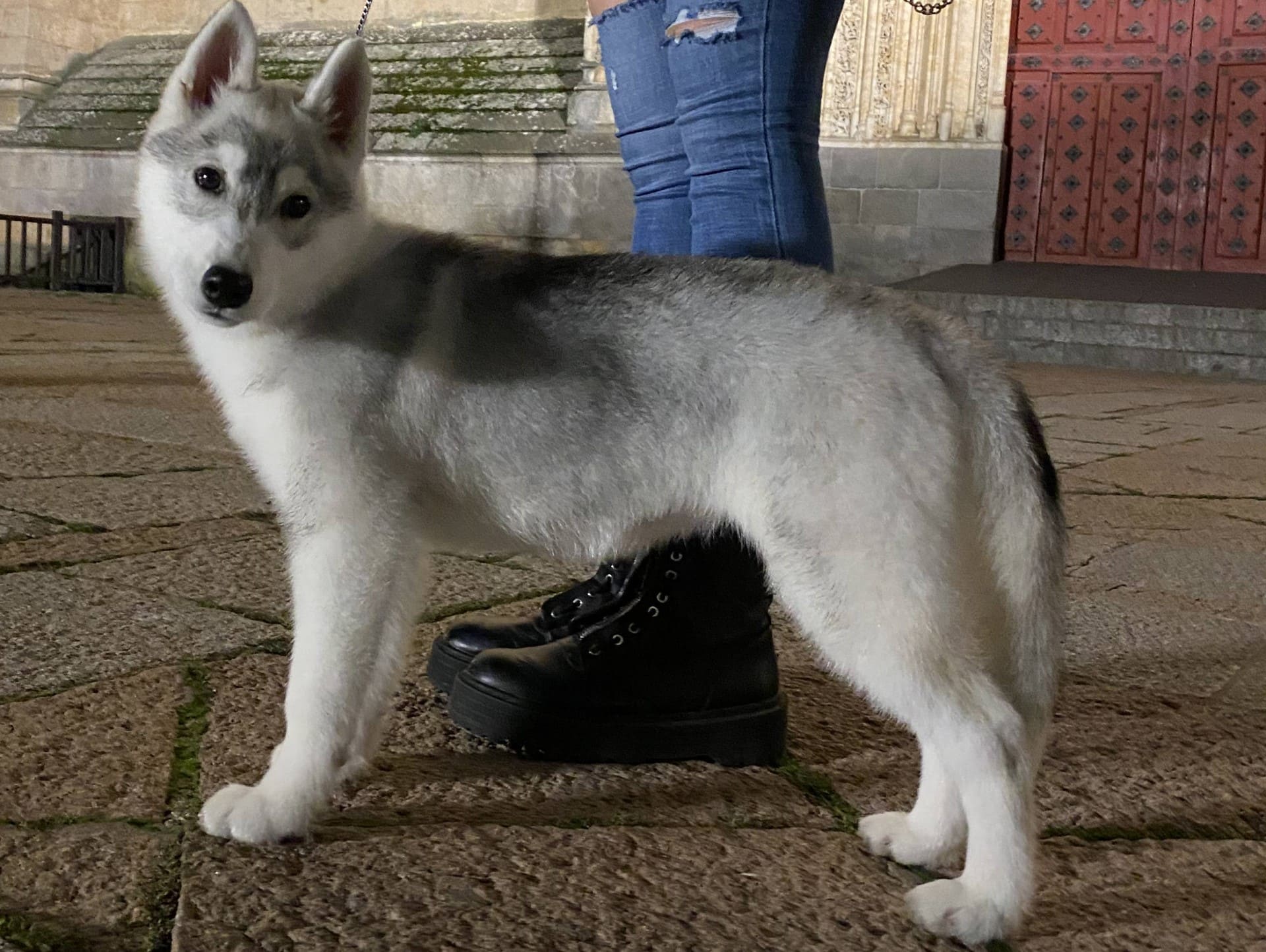 Malta Cachorro Husky