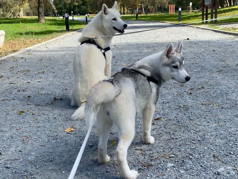 Huskys Siberians