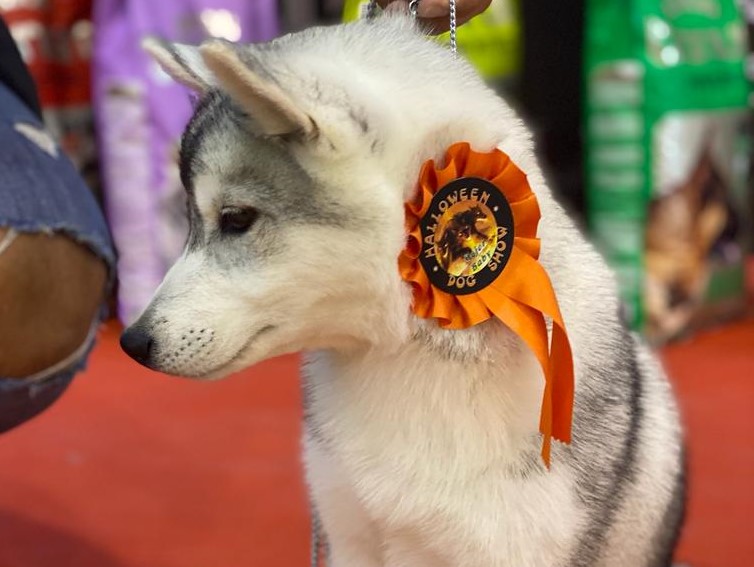 Cachorro Husky Malta de DiosaMoro