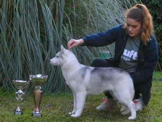 Cachorro Husky Malta de DiosaMoro