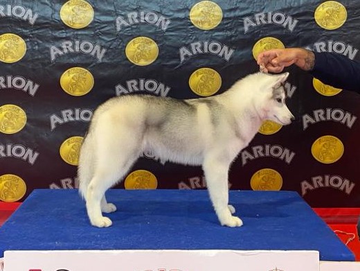 Cachorro Husky Malta de DiosaMoro