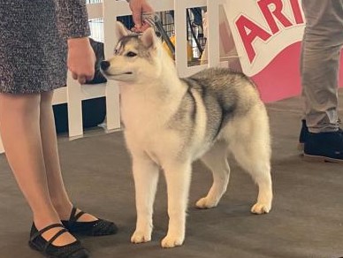 Cachorro Husky Malta de DiosaMoro