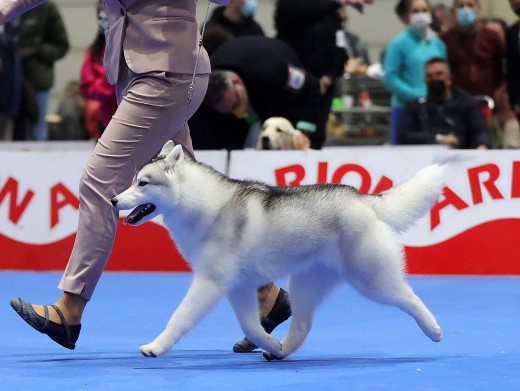 Cachorro Husky Malta de DiosaMoro