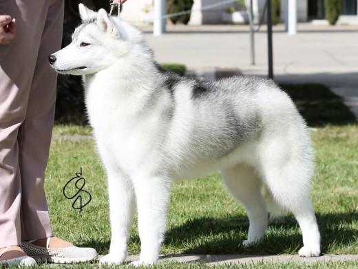 Cachorro Husky Malta de DiosaMoro