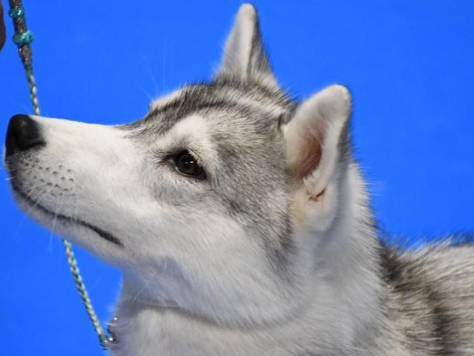 Cachorro Husky Malta de DiosaMoro