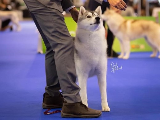 Cachorro Husky Malta de DiosaMoro