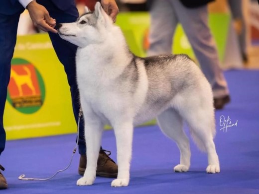 Cachorro Husky Malta de DiosaMoro