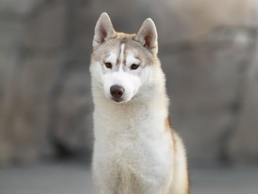 Cachorro Husky Malta de DiosaMoro