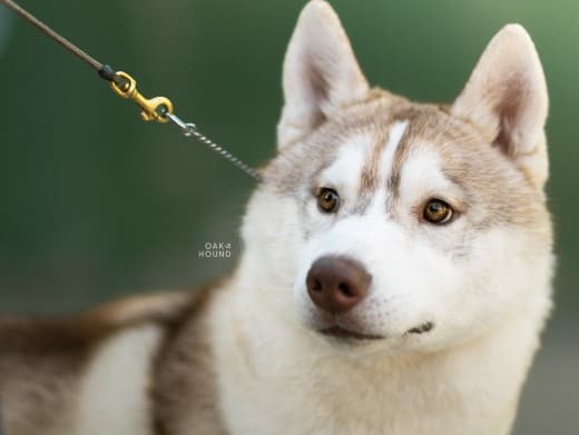 Cachorro Husky Malta de DiosaMoro