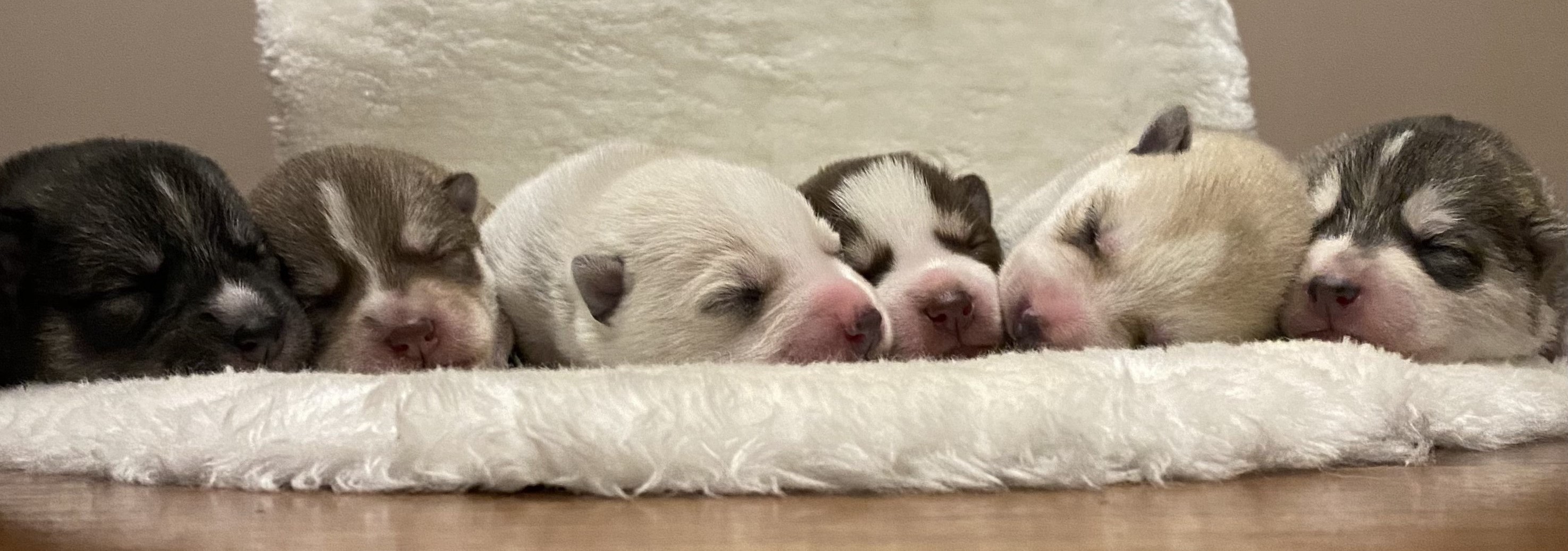 Cachorros Husky siberiano